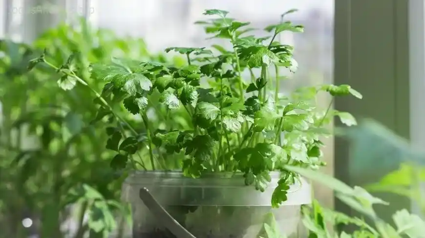 Indoor Parsley Care: Avoiding Common Pitfalls  