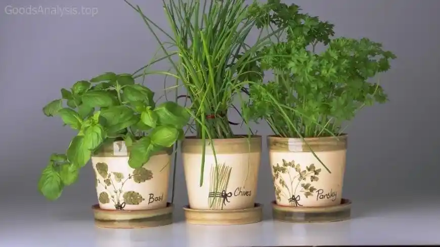 Parsley Growing Made Easy  