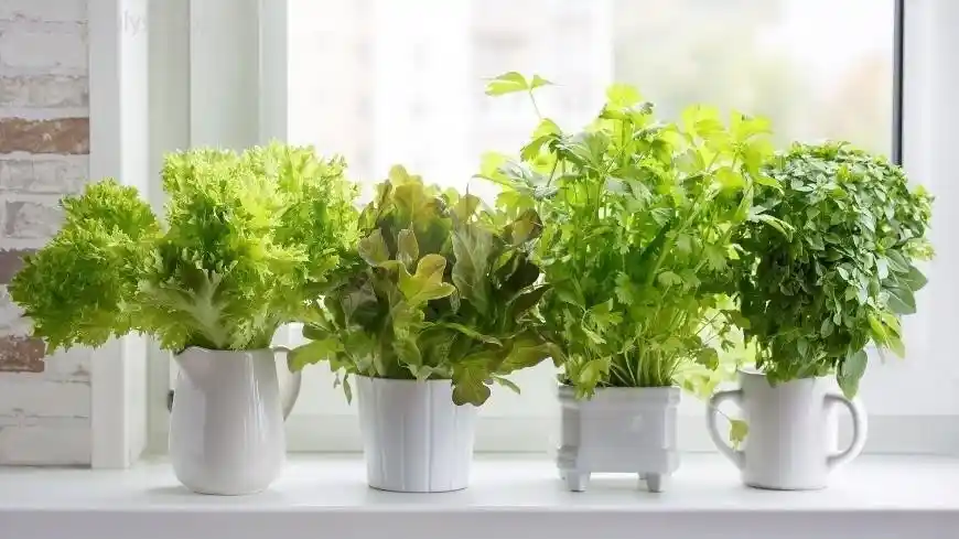 Indoor Parsley Garden: Best Containers for Growing Herbs  