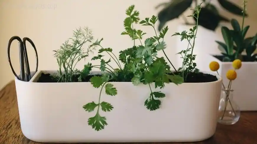 How to Grow Parsley in Your Kitchen  