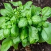 How to Grow Perfect Basil in Your Garden