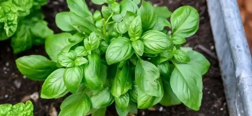 How to Grow Perfect Basil in Your Garden