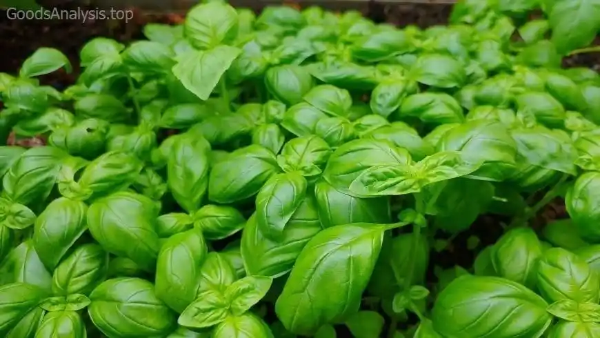 How to Care for Your Outdoor Basil Plants  