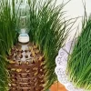 Green Onions: The Best Gardening Tips for a Fresh Harvest